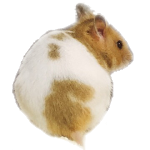 夜のハムスターをこっそり盗撮 Secret Filming Youtube