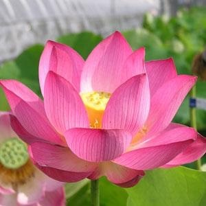 ハスの植え付け工程の一部 土を練る の動画 Youtube ハスの植え付け工程の一部 土を練る の動画 Youtube