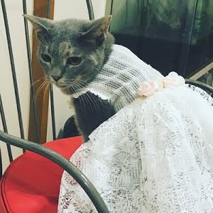 猫ちゃんに100均の材料だけでウェディングドレス作ってみました 作ってみよう Diy Youtube