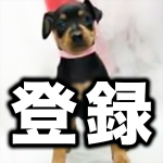犬かき水泳部 4 初めてのアヒルとそれどころじゃない犬ｗｗ ミニチュアピンシャー ミニピン Dog Youtube
