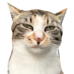 ネコケツドラムをおねだりする猫 Spanking The Cat Shorts Youtube ネコケツドラムをおねだりする猫 Spanking The Cat Shorts Youtube