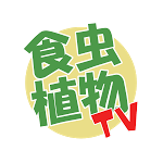 ハエトリソウの枯らさない植え方 食虫植物tv Youtube ハエトリソウの枯らさない植え方 食虫植物tv Youtube