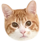 子猫のしつけをするキジ白猫君の奮闘ぶりがこちらです 4k猫動画 Youtube 子猫のしつけをするキジ白猫君の奮闘ぶりがこちらです 4k猫動画 Youtube