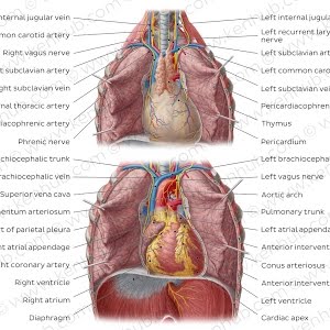 Pulmonary Arteries Location Function Human Anatomy Kenhub Youtube Pulmonary Arteries Location Function Human Anatomy Kenhub Youtube