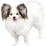 ムーンライター攻略グリーンモンスターが強すぎる Moonlighter実況プレイpart52 Youtube ムーンライター攻略グリーンモンスターが強すぎる Moonlighter実況プレイpart52 Youtube