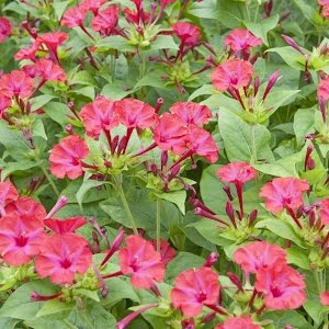 Belle de nuit (Mirabilis jalapa) - thptnganamst.edu.vn