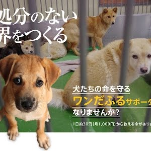 Cull The Dog Youtube