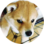 柴犬 鈴 可愛い子犬ながら凶暴化して困るシーン Vlog 生後108日目 Youtube 柴犬 鈴 可愛い子犬ながら凶暴化して困るシーン Vlog 生後108日目 Youtube