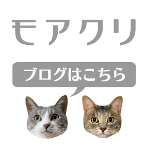 カカカカ狩りモードの猫達 猫のクラッキング モアクリ Vlog044 Youtube カカカカ狩りモードの猫達 猫のクラッキング モアクリ Vlog044 Youtube