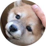 泣き叫ぶ柴犬 注射は嫌だよ Youtube
