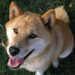 Steins Gate Opムービーとゲートオブシュタイナー Youtube