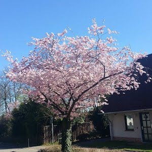 asilama cesitleri kalem asisi asi