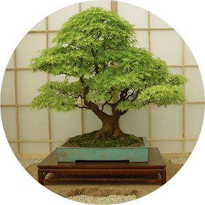 Bonsai Tree Repotting Tutorial Peter Chan Youtube