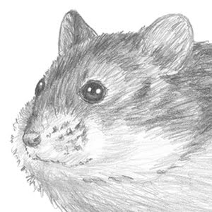 How To Draw A Hamster (Dwarf Hamster) - Youtube