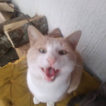 Kako Skinuti I Podesiti Autoclicker Za Popcat Youtube