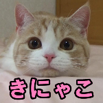 鳴き声】クルル・プルルと鳴く猫～完全復活しました【スコティッシュ 