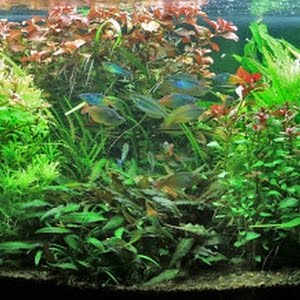 How To Make Diy Hang On Back Filter Hob Aquarium Filter Youtube