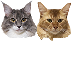 安全対策 猫砂の細かい粉はふるいで取り除こう 長生きのコツ Youtube