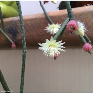 Como Cultivar Ripsális: cacto pendente com flor - thptnganamst.edu.vn
