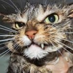 Cache Cache Parole De Chat Youtube