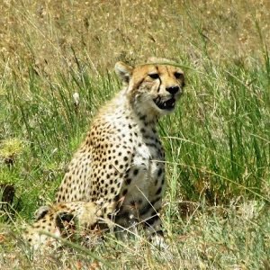Hd タンザニア ケニアのサバンナに躍動する子動物達 The Emerging Wildlife In Tanzania Kenya Youtube