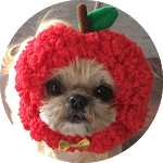 怒る犬 マッサージ中に激怒 ご立腹のミックス犬むぎ Angry Dog During Massage チワワ シーズー Youtube