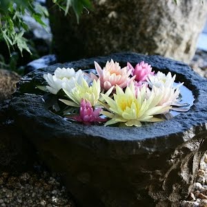 メダカの産卵に 浮草17品種紹介 カラフル浮き島くんも Youtube メダカの産卵に 浮草17品種紹介 カラフル浮き島くんも Youtube