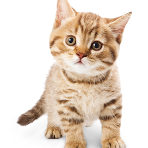 konusan kediler 100 en komik kedi