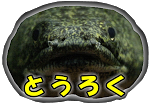 特殊なハサミを持つカニに硬い巻き貝を与えてみた アクアリウム Youtube