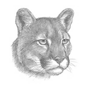 how to draw a puma face