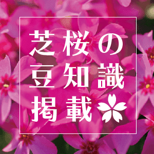 芝桜が枯れた状態とは Youtube 芝桜が枯れた状態とは Youtube