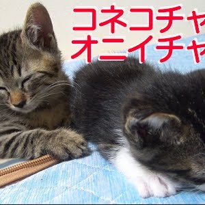 発見 野良猫をむちゃくちゃ懐かせる方法 How To Tame Of The Stray Cats Youtube