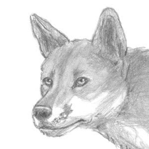 Featured image of post The Best 16 How To Draw A Dingo Step By Step