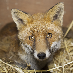 Watch A Fox Cub Growing Up Day 1 To Day 35 Youtube Watch A Fox Cub Growing Up Day 1 To Day 35 Youtube