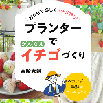 再生野菜 さつまいもの再生栽培ペットボトルで苗を作る方法 リボベジ Youtube