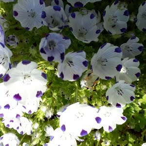 Nemophila Maculata Grow And Care Youtube Nemophila Maculata Grow And Care Youtube