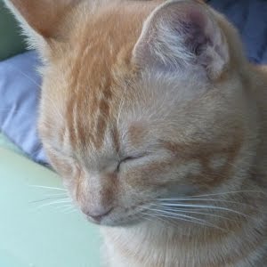 Usum 色違いスイクン ウルボで捕獲の瞬間 伝説色違いウルトラボールで捕獲の旅 ポケモンウルトラサンムーン メイルス実況 Youtube