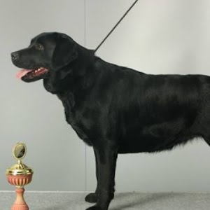 Labrador Retriever Informationen Zur Rasse Youtube