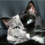 Narnia Double Face Cat When I Was A Baby Moi Bebe Youtube