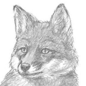 How To Draw A Fox Sitting Youtube