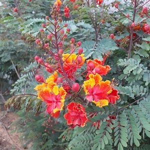 Pride Of Barbados Grow Care Caesalpinia Pulcherrima Youtube