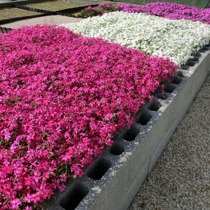 芝桜の増やし方 確実に大きい苗が出来る 株分け の方法 Youtube 芝桜の増やし方 確実に大きい苗が出来る 株分け の方法 Youtube