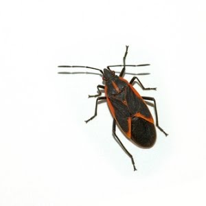 How To Get Rid Of Boxelder Bugs 4 Easy Steps Youtube How To Get Rid Of Boxelder Bugs 4 Easy Steps Youtube