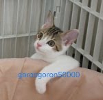 クロダイにソーセージをあげたら大変なことになった Youtube クロダイにソーセージをあげたら大変なことになった Youtube