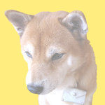 柴犬まめ 初めてケージから出た日 Youtube 柴犬まめ 初めてケージから出た日 Youtube
