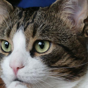 Pourquoi Votre Chat Petrit Avec Ses Pattes Youtube Pourquoi Votre Chat Petrit Avec Ses Pattes Youtube