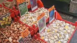 ???????? ????? ??????    20    12    2025      amsterdam nederland