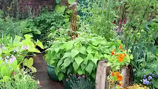 Planning a Vegetable Garden for Beginners: The 5 Golden Rules 🏆