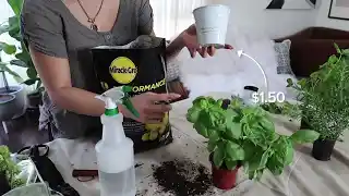 Beginner's Guide To Creating Your Own Indoor Herb Garden (Cheap and Easy!)