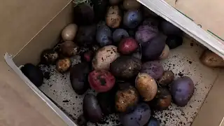 Top 6 Easy To Grow Vegetables For Beginners/SEED TO HARVEST